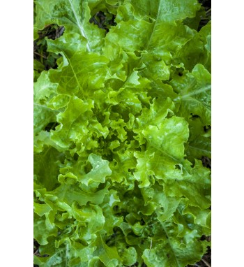 Lechuga Curly Oak