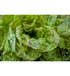 Lechuga Confetti