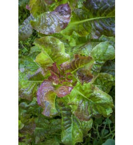 Lechuga Ruby Red