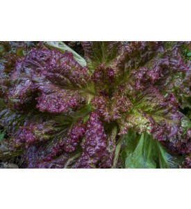 Lechuga Ruffles