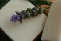 jlavanda