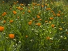 calendula
