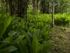curcuma-y-olmo-2
