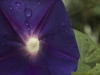 flor-morada