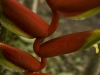 flor-con-insecto
