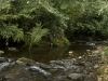 rio-y-bosque-2
